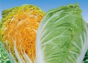 大白菜版本区别 大白菜经典版和兼容版 