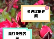 红金和玫瑰金区别 玫瑰金和红铜怎么区别 