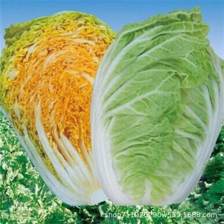 大白菜版本区别 大白菜经典版和兼容版 