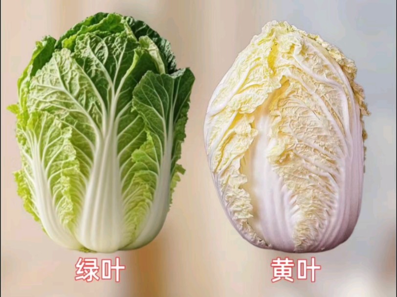 大白菜版本区别 大白菜经典版和兼容版 