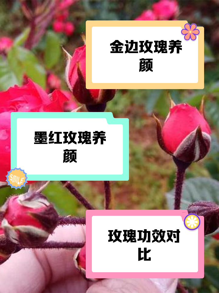 红金和玫瑰金区别 玫瑰金和红铜怎么区别 